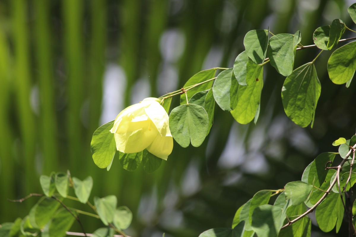 Bauhinia